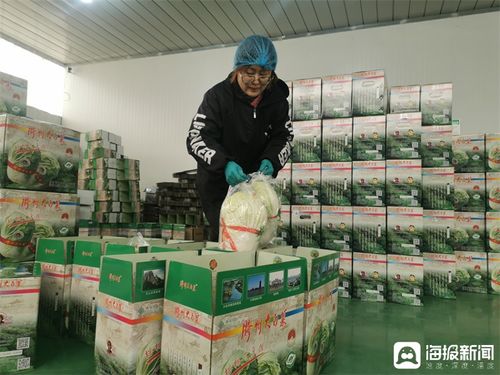 胶州大白菜蹲点记③丨品牌突围记 从田间地头到网络爆款，一棵白菜的数字化“出圈”之路